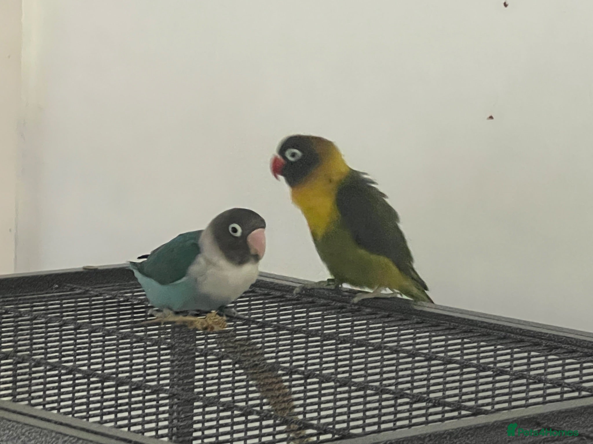 Conures birds Baby 3 month old love bird pair with cage and food - Advert 15