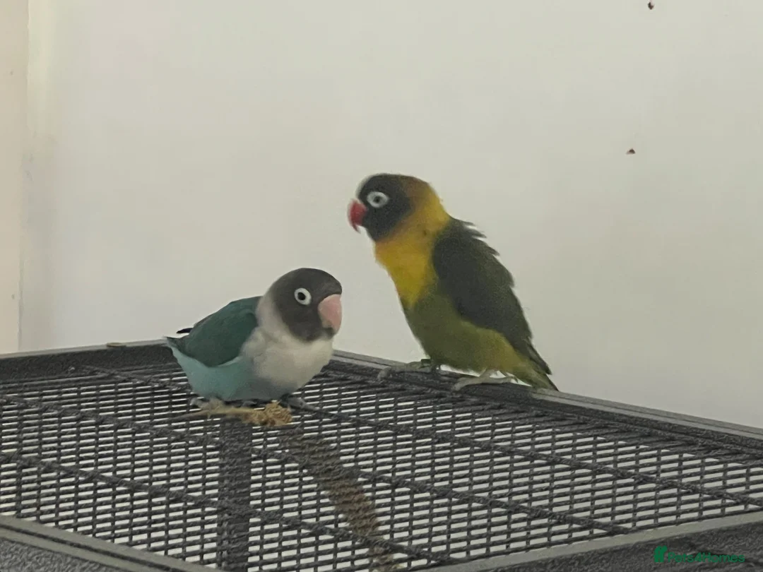 Conures birds for sale: Baby 3 month old love bird pair with cage and food - Advert 1