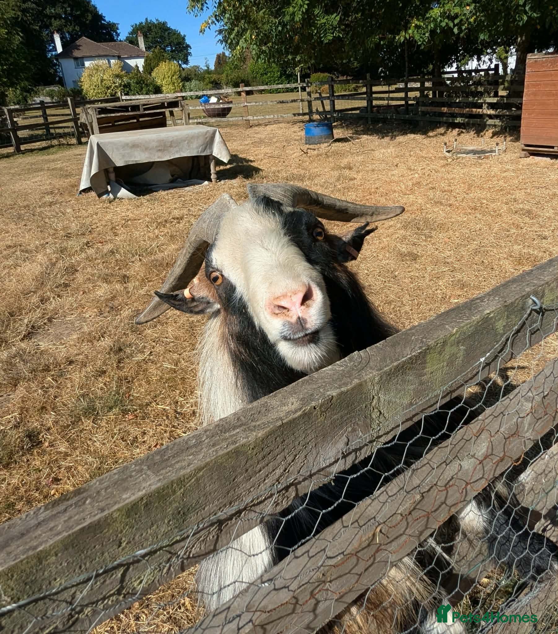 Goats livestock Pedigree Billy Goat - Advert 2
