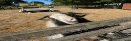 Goats livestock for sale: Pedigree Billy Goat - Advert 2