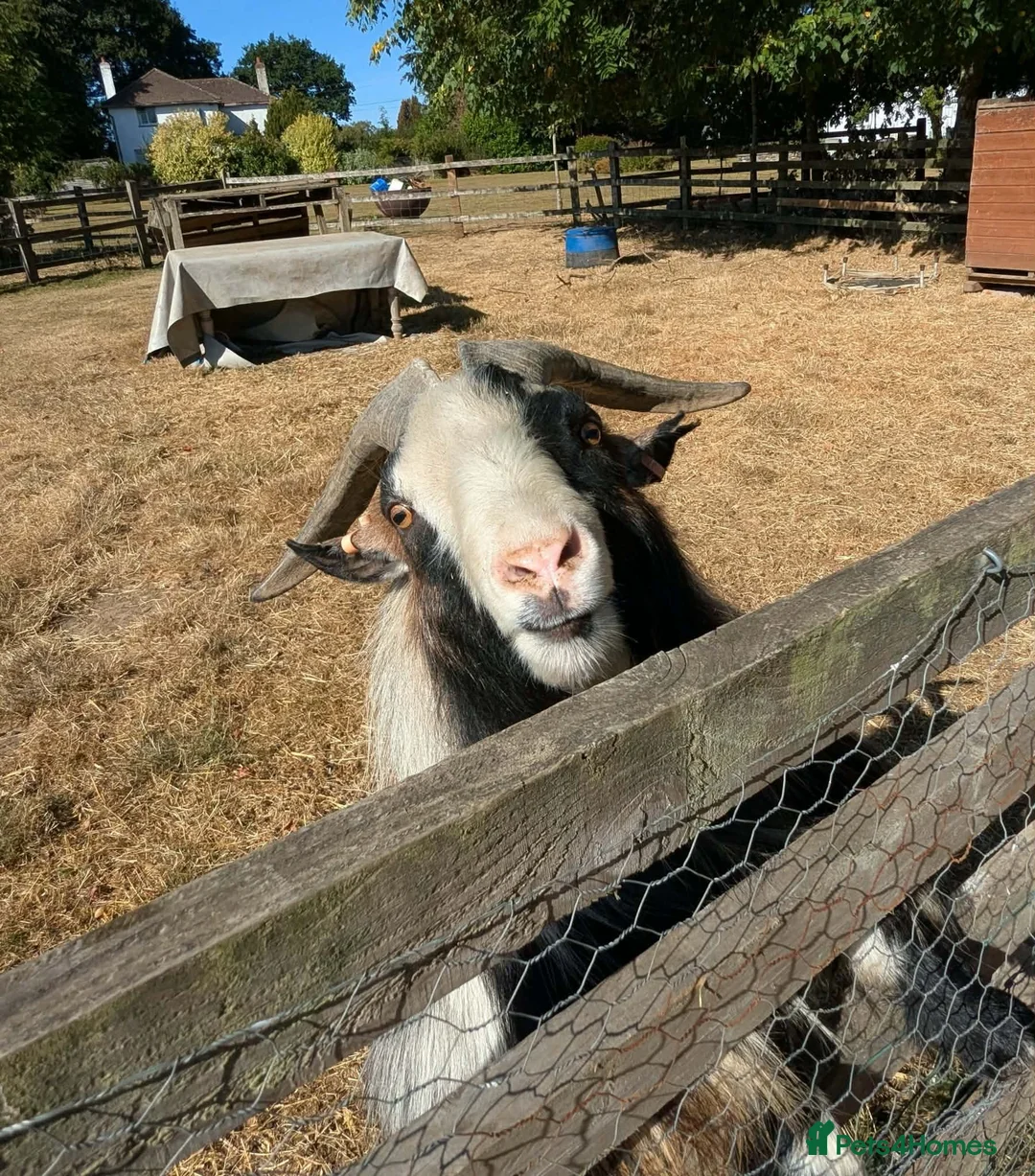 Goats livestock for sale: Pedigree Billy Goat - Advert 2