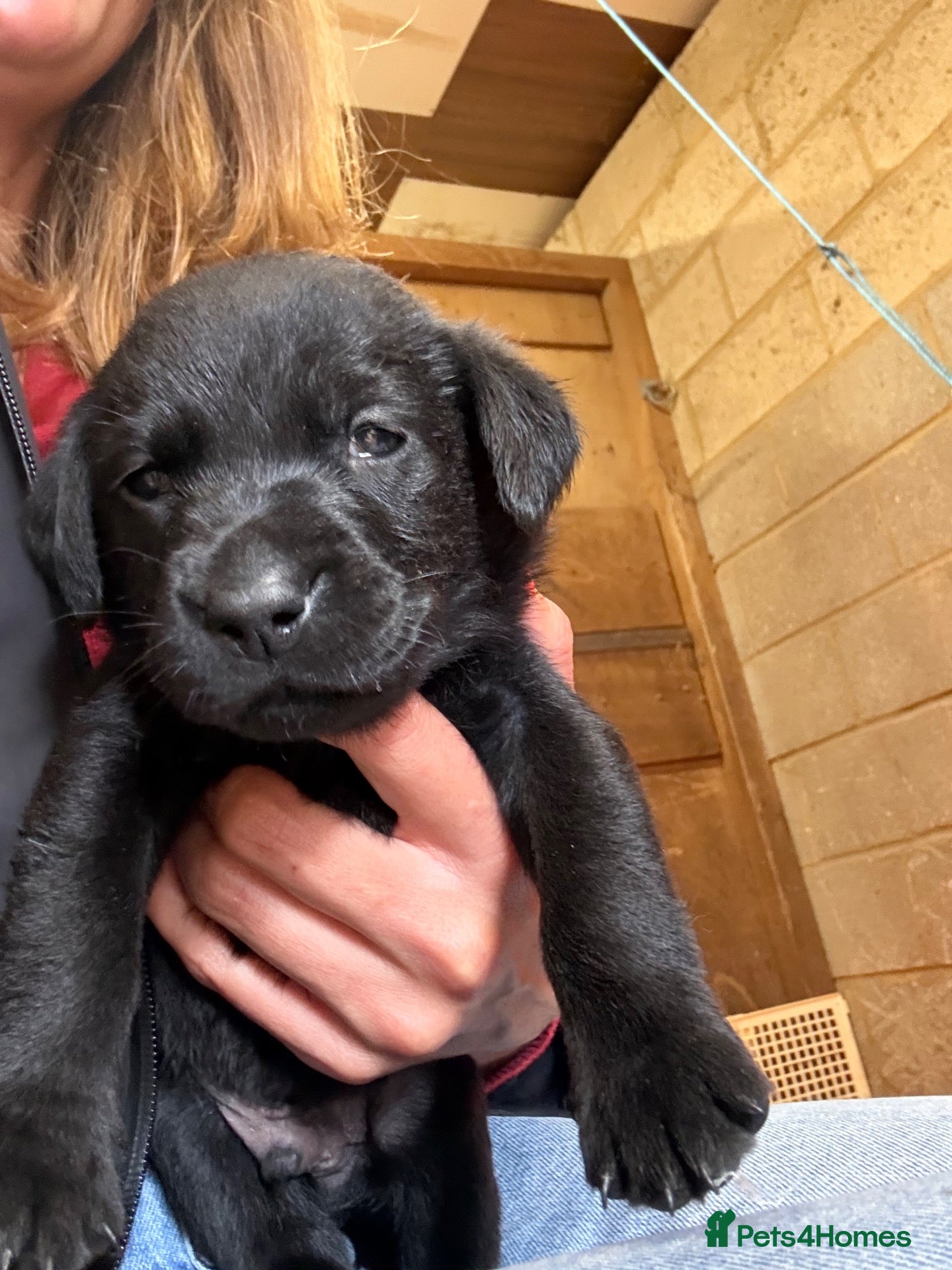 Labrador Retriever dogs ** LAST BOY** Stunning Black Working Labrador Pups - Advert 2
