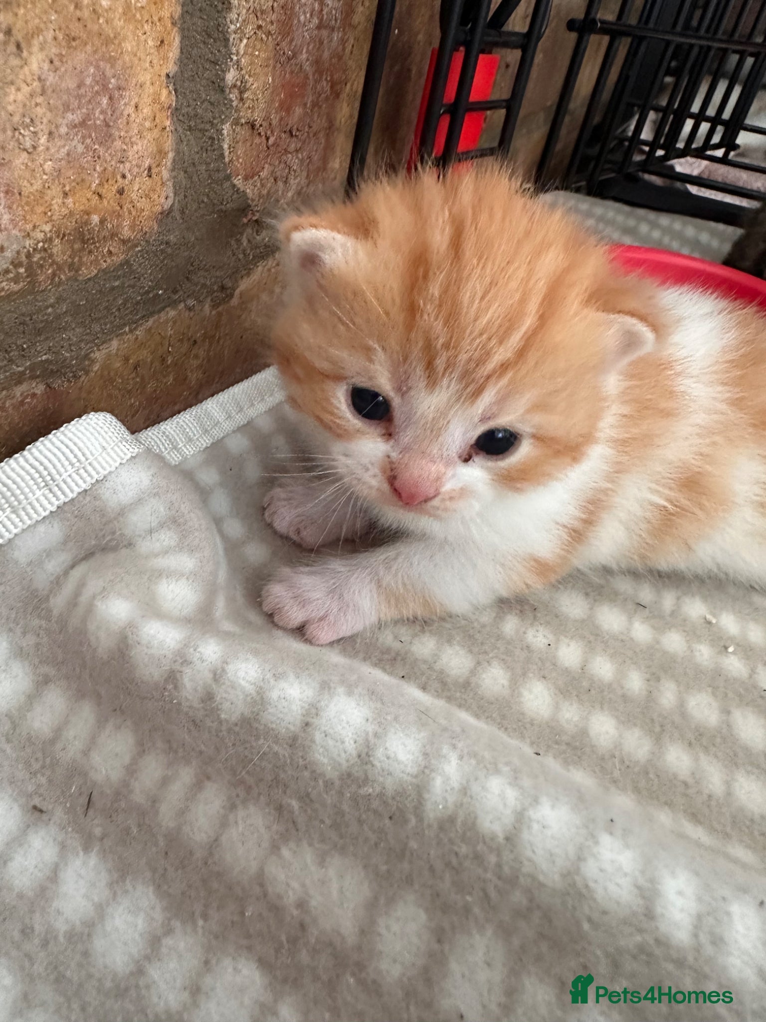 Mixed Breed cats 1 remaining British short hair mix kittens  - Advert 5