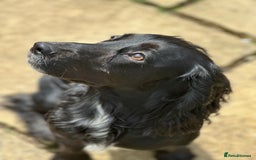 Cocker Spaniel dogs for sale: Upcoming Litter: KC Working Cocker Puppies - Image 7