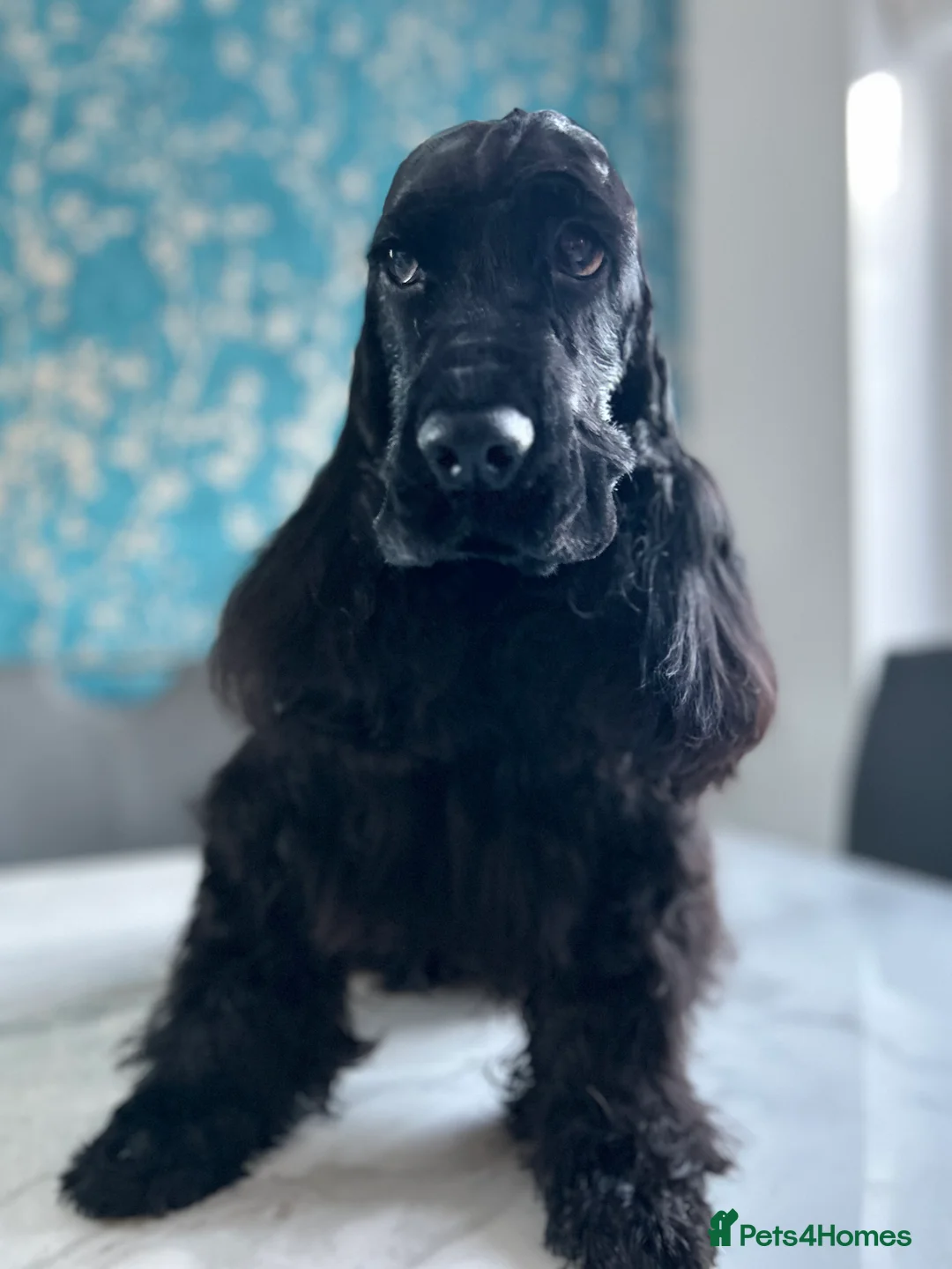 Cockapoo dogs for sale: F1 show line cockapoo puppies due - Advert 1