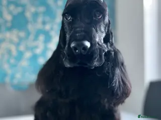 Cockapoo dogs F1 show line cockapoo puppies due - Advert 1