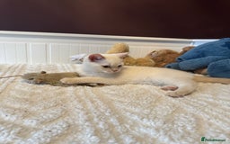 British Shorthair cats for sale: BSH GCCF cream colourpoint male  - Image 4