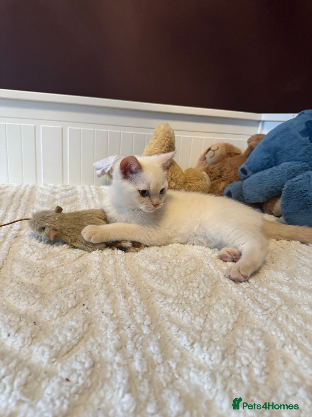British Shorthair cats for sale: BSH GCCF cream colourpoint male  - Image 4