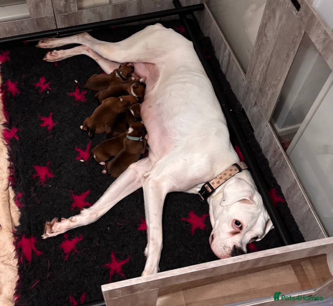 Boxer dogs for sale: BOXER PUPPIES FOR SALE!! - Image 7