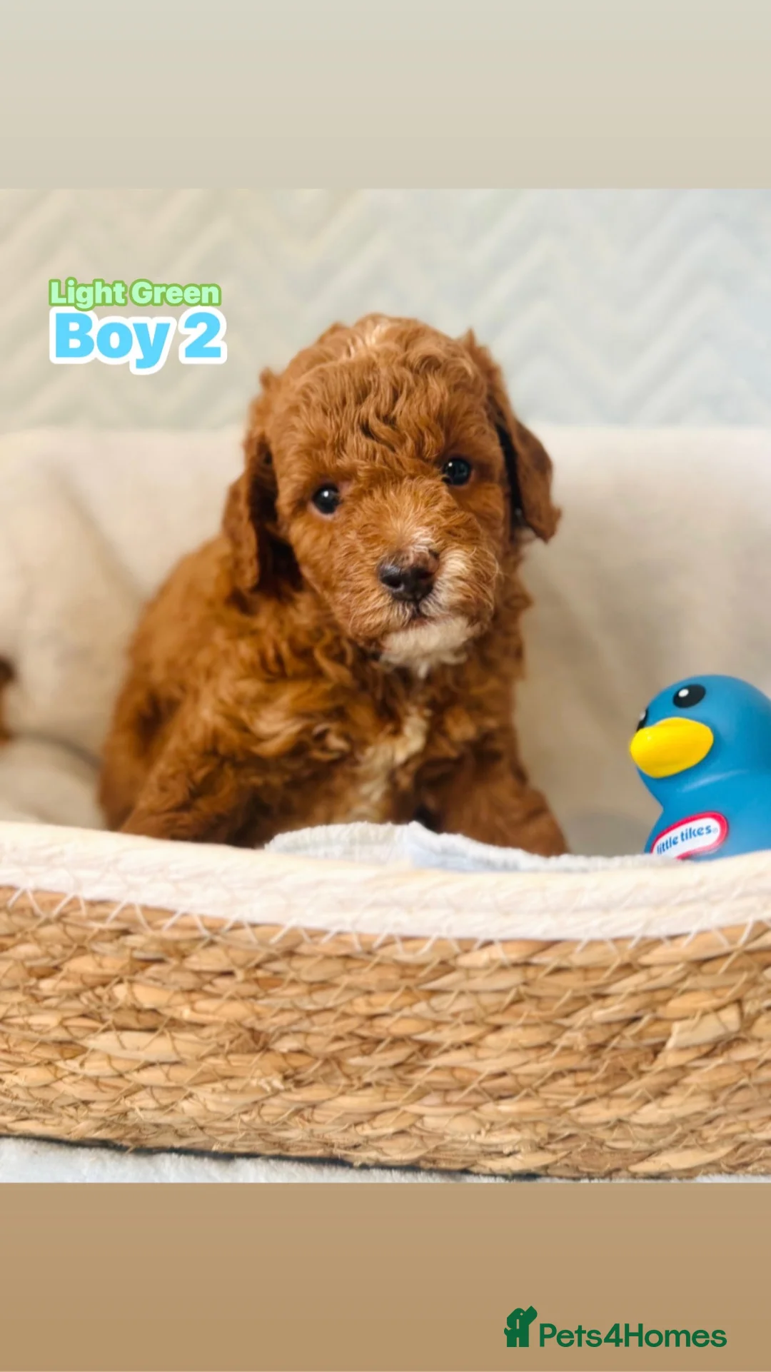 Cockapoo dogs for sale: cockapoo - Advert 9