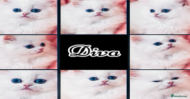 Persian cats - Advert 6
