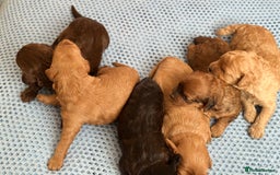 Cavapoo dogs for sale: Beautiful & Healthy Cavapoo Puppies   - Image 18