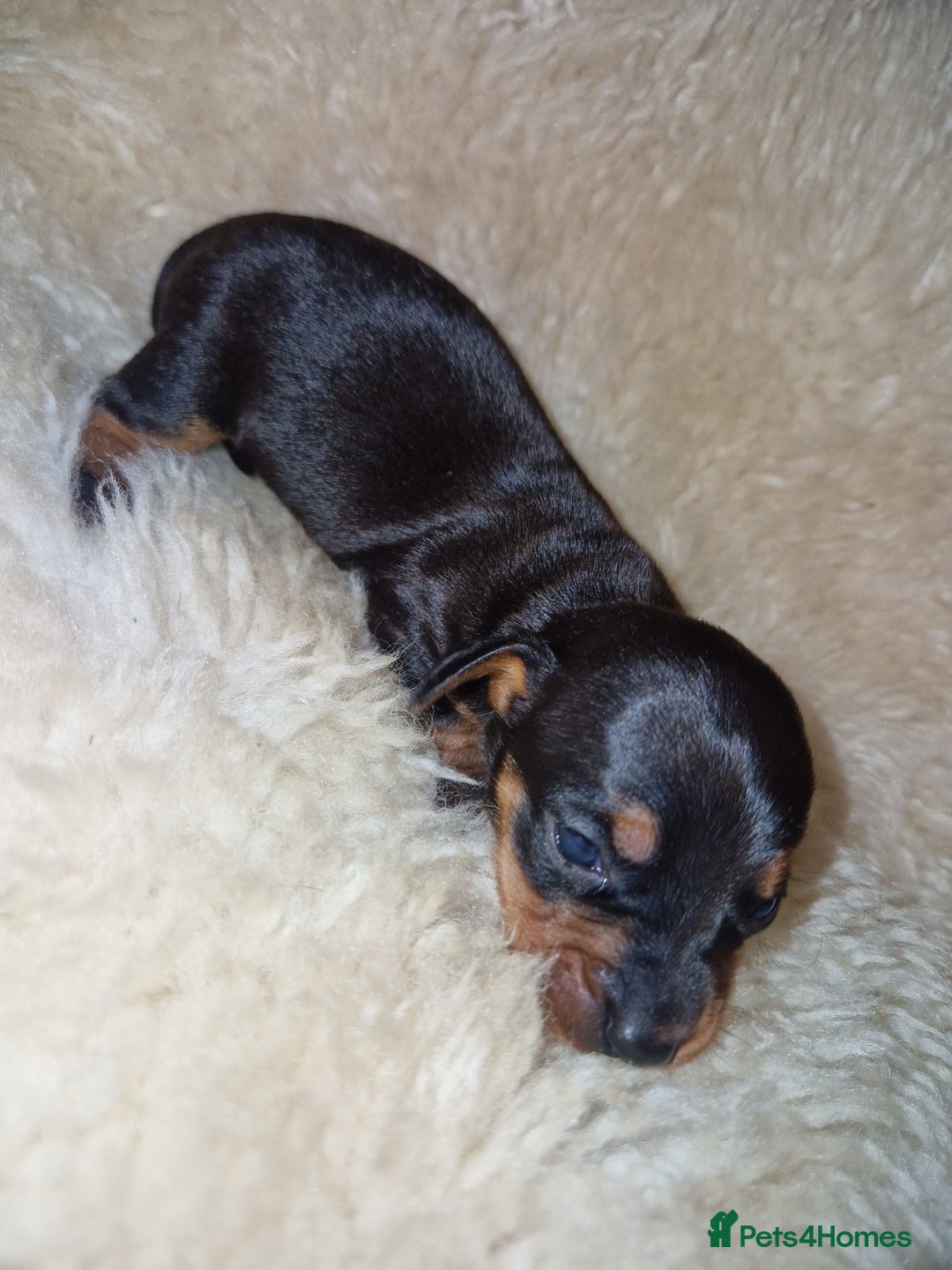Dachshund dogs for sale: Beautiful litter of mini dachshunds  - Advert 13