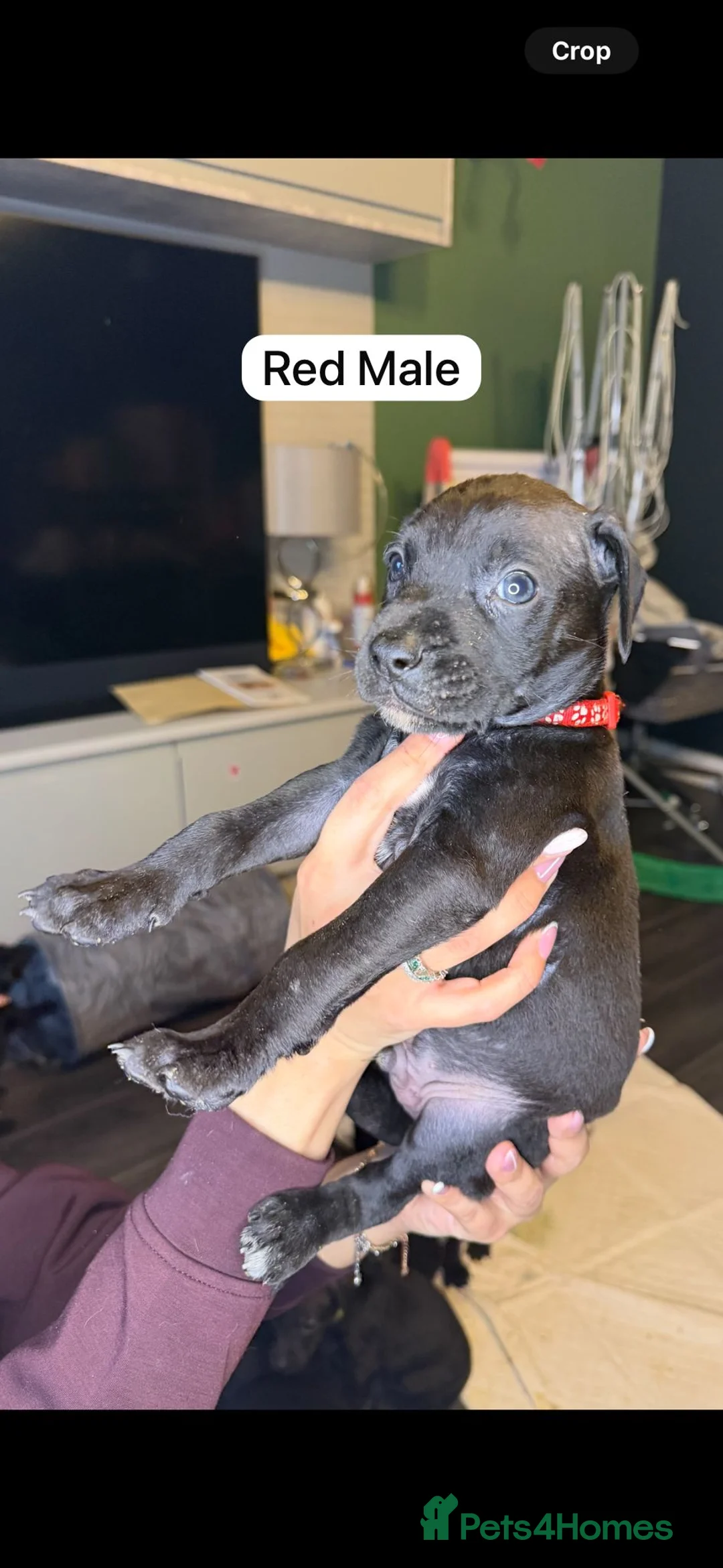 Mixed Breed dogs for sale: Canis Panther Pups - Advert 5