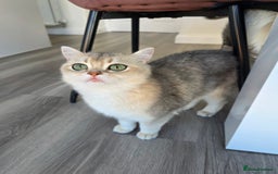 British Shorthair cats for sale: British Shorthair GCCF Registered  - Image 1