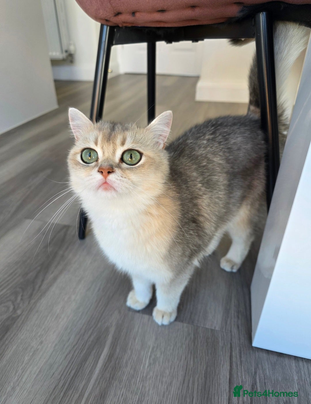 British Shorthair cats for sale: British Shorthair GCCF Registered  - Image 1