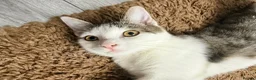 Domestic Shorthair cats for sale: Beautiful Domestic Short Hair  in Leicester - Advert 9