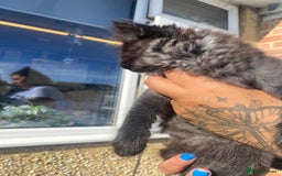 Mixed Breed cats for sale: Mainecoon and british shorthair mix  - Image 8
