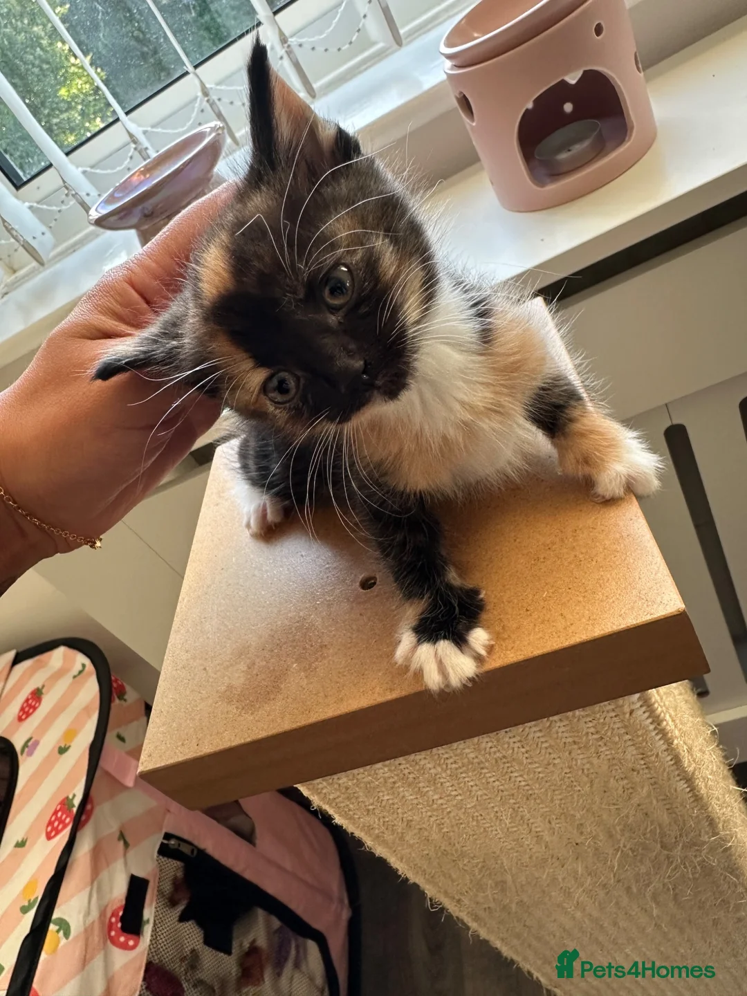 Mixed Breed cats for sale: Kittens available now  - Advert 12