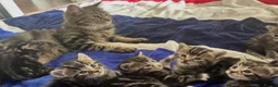 Mixed Breed cats for sale: 3 Litters of Loving and Playful Kittens  - Advert 18