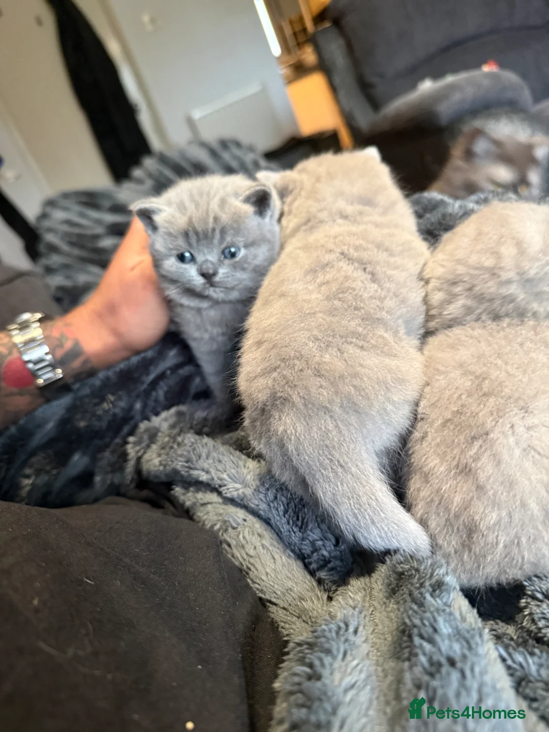 British Shorthair cats for sale: British short hair x chinchilla Persian kittens - Advert 2