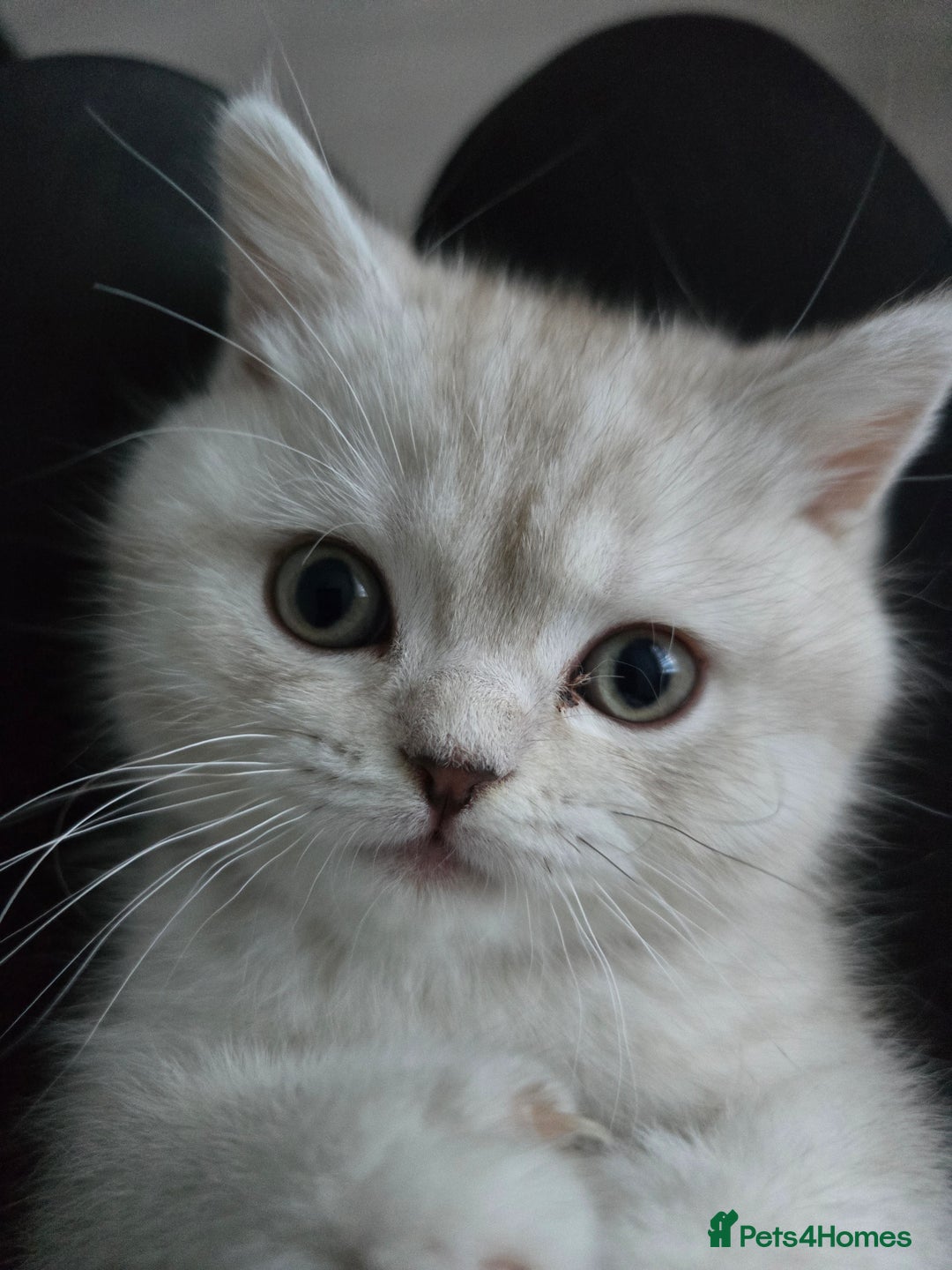 Scottish Fold cats for sale: 🐾Scottish Fold/Scottish Straight Kittens for Sale - Advert 8