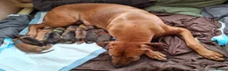 Rhodesian Ridgeback dogs for sale: Rhodesian Ridgeback Puppies KC Health Elb Hip JME in Diss - Advert 27
