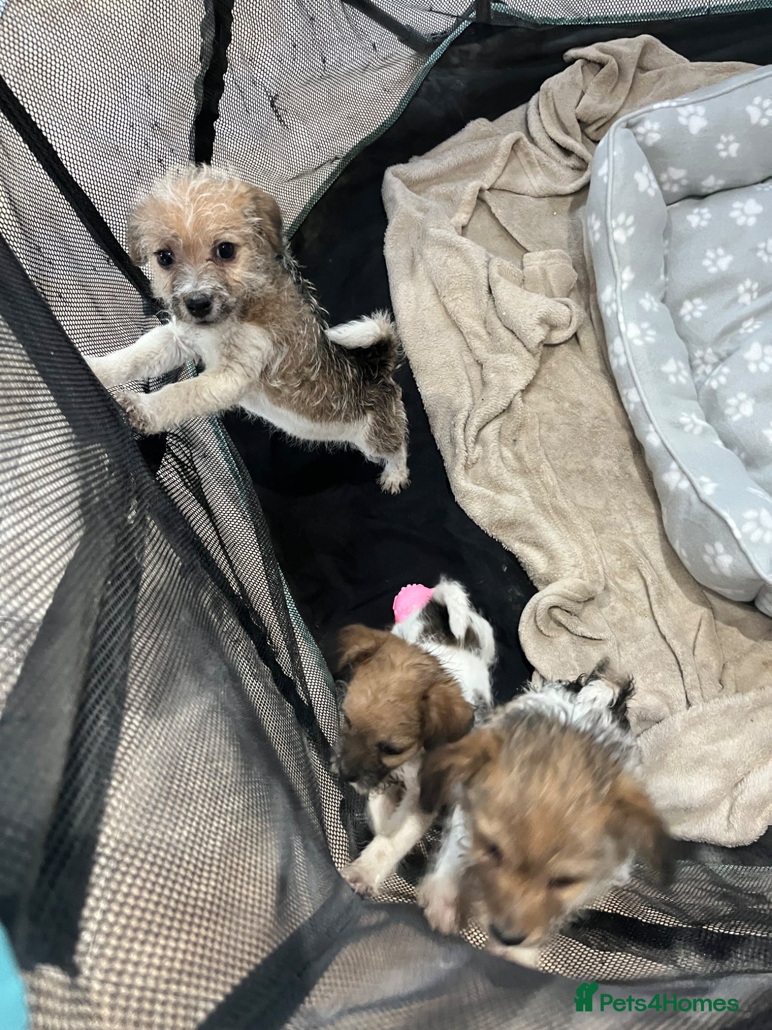 Jack Russell dogs for sale: Gorgeous tiny Jack Russell‘s in High Wycombe - Advert 14