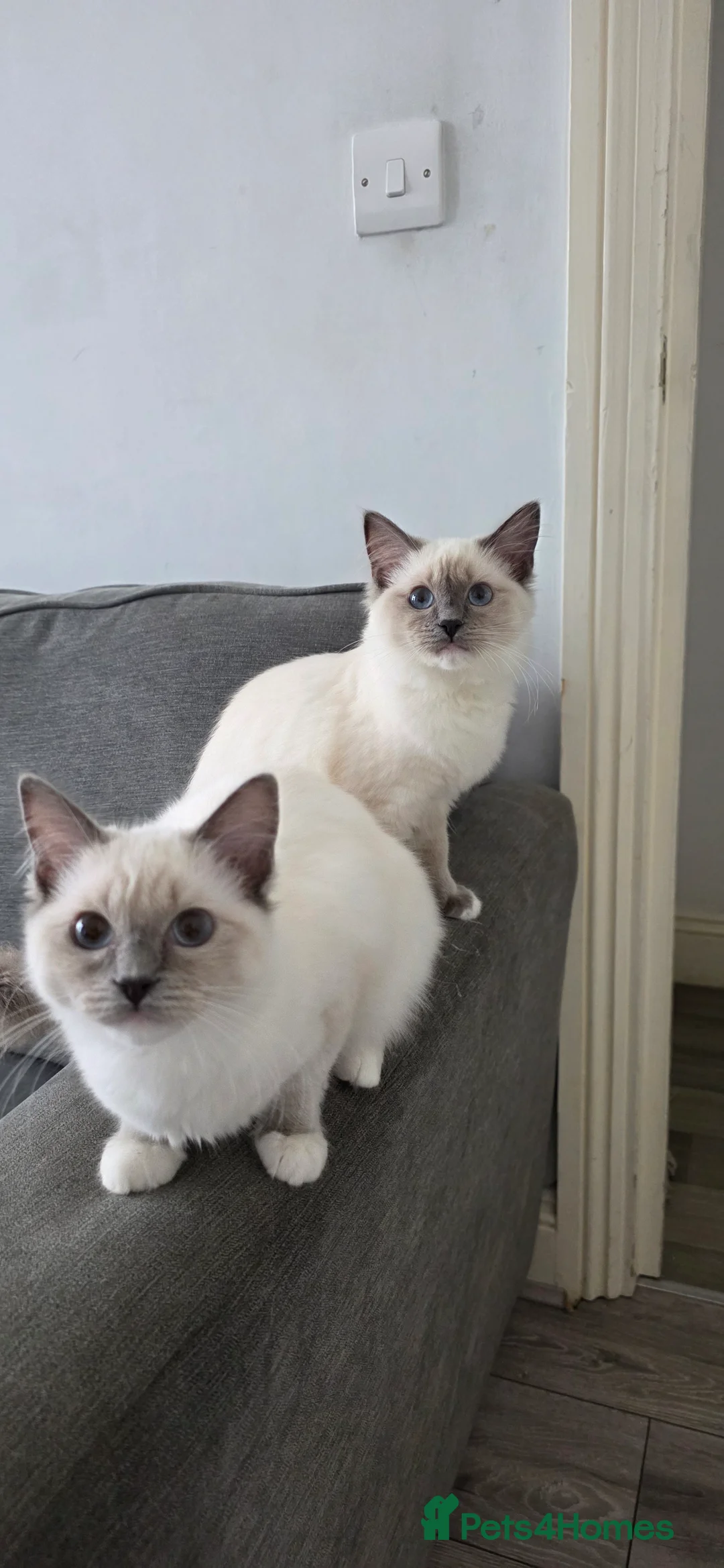 Ragdoll cats for sale: 4month old Ragdoll Kittens Two BOYS & TWO GIRLS in London - Advert 2