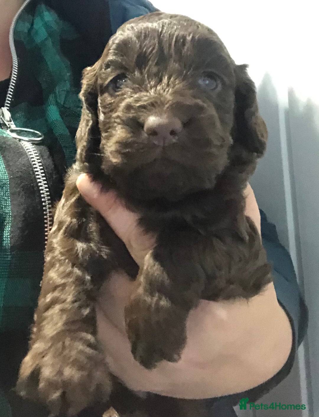 Cockapoo dogs for sale: F1 cockapoo puppies registered breeder  - Advert 18