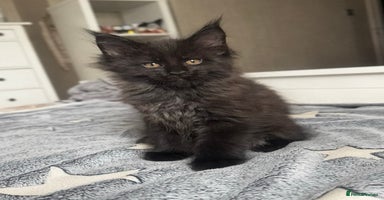 Maine Coon cats - Advert 14