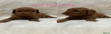 FOX RED GIRL 