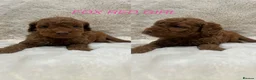 Cavapoochon dogs for sale: CAVAPOOCHON PUPPY GIRLS/BOYS HEALTH TESTED - Advert 13
