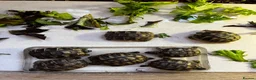 Hermann Tortoise reptiles for sale: 2026 Hermann tortoise hatchlings  - Advert 5