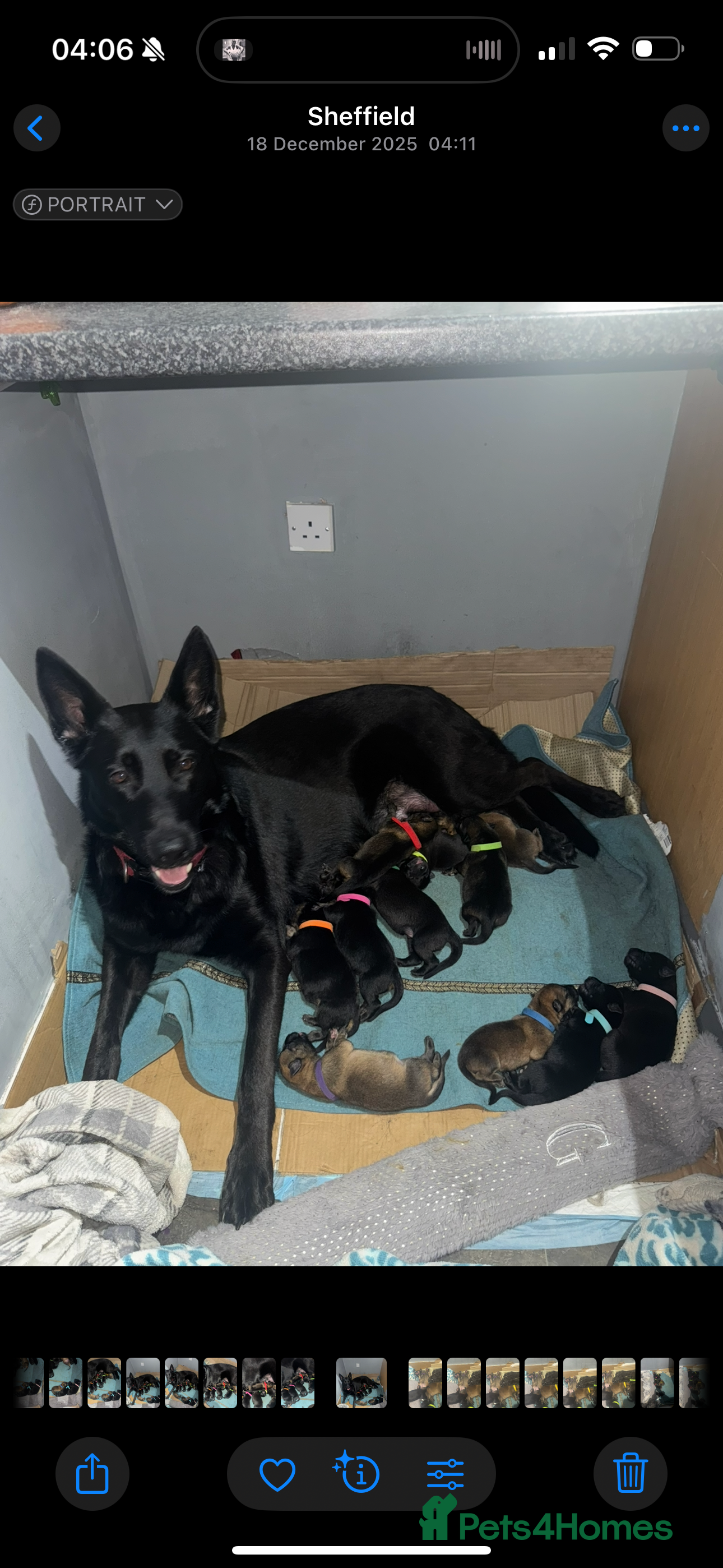 German Shepherd dogs German shepherd puppies - Advert 3