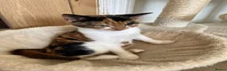 Domestic Shorthair cats for sale: Due to allergies two kittens up for sale  - Advert 4
