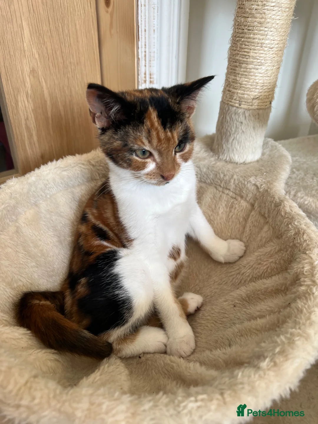 Domestic Shorthair cats for sale: Due to allergies two kittens up for sale  - Advert 4