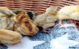 Quail poultry for sale: Coturnix, Celadon and Chinese Painted Quail Chicks - Image 3