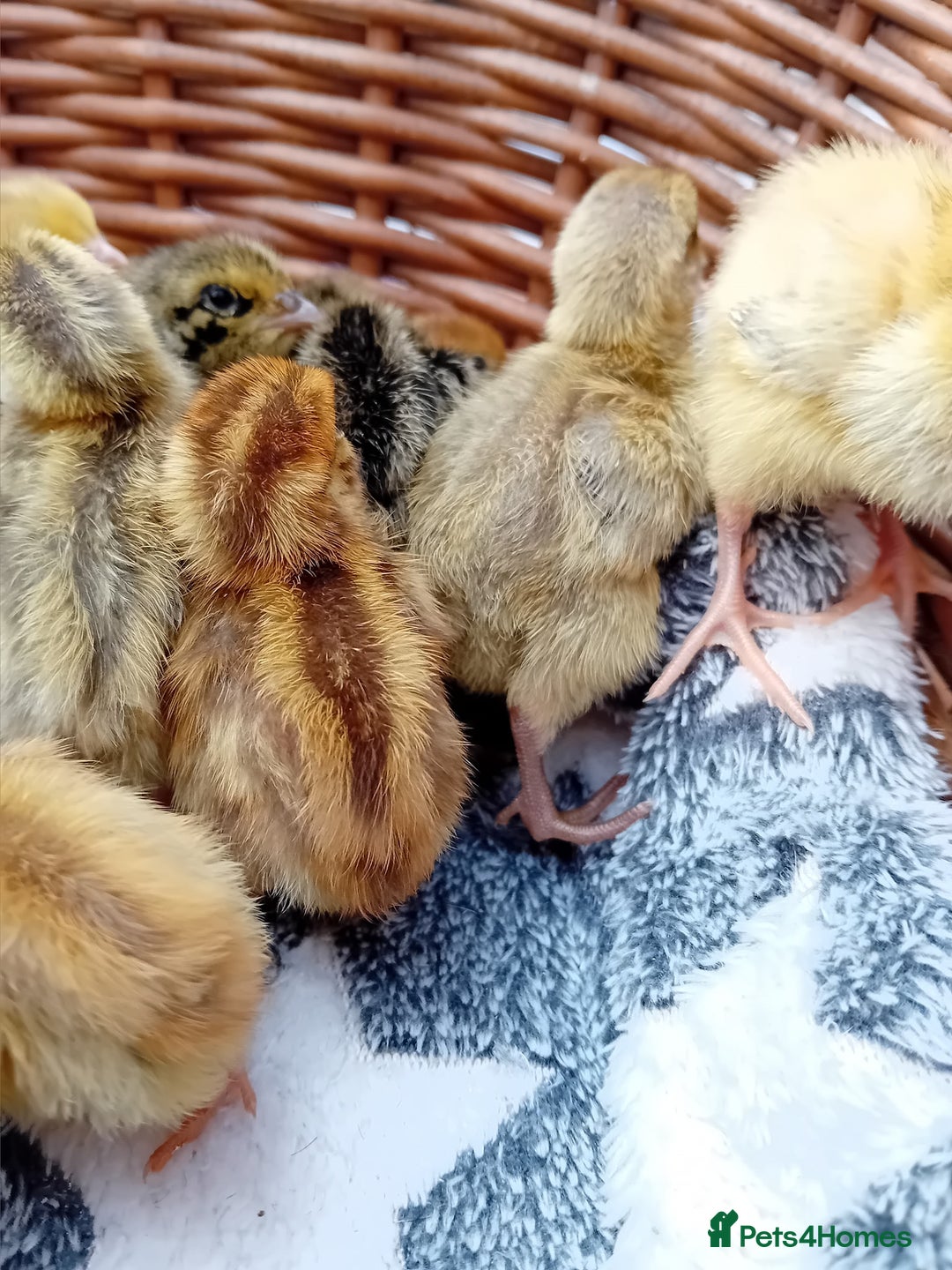 Quail poultry for sale: Coturnix, Celadon and Chinese Painted Quail Chicks - Image 3