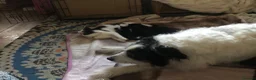 Domestic Shorthair cats for sale: Black and white domestic short hair boy kittens in Buxton - Advert 29