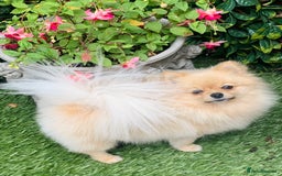 Pomeranian dogs for sale: Bella from Russia 🇷🇺  - Image 1