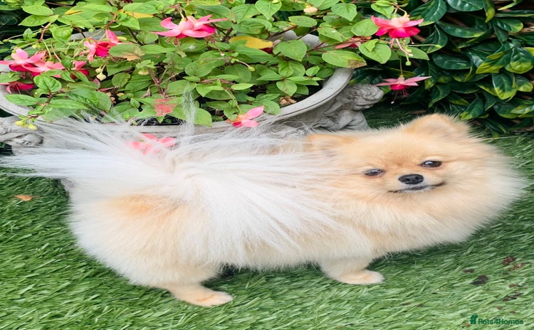 Pomeranian dogs - Advert 1