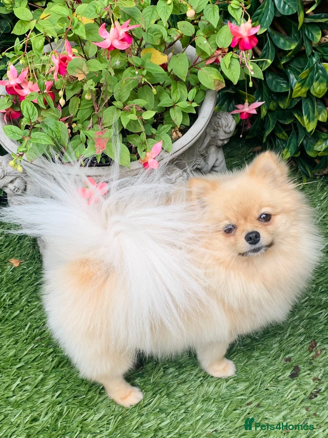 Pomeranian dogs for sale: Bella from Russia 🇷🇺  - Image 1
