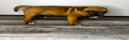 Staffordshire Bull Terrier dogs for sale: 🔥READY! KCREG STAFFY PUPPS–OUTSTANDING QUALITY 🔥 - Advert 22