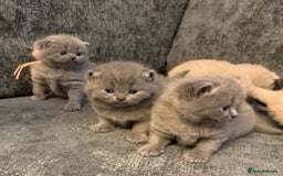 British Shorthair cats for sale: British blue shorthair kittens  - Image 1
