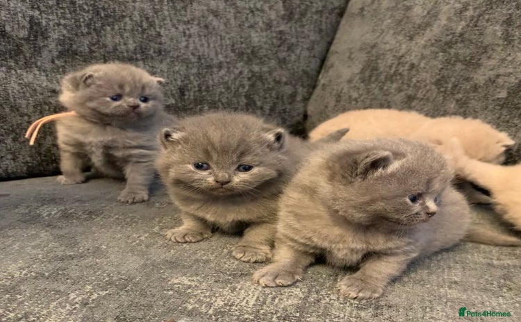 British Shorthair cats - Advert 6