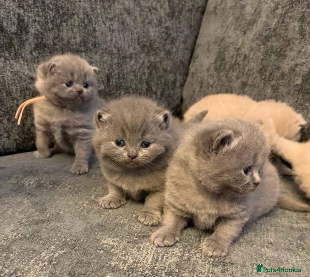 British Shorthair cats for sale: British blue shorthair kittens  - Image 1