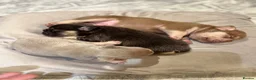 French Bulldog dogs for sale: Stunning French Bulldog puppies  - Advert 13