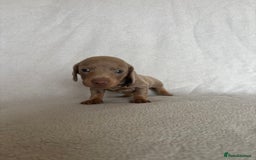 Miniature Dachshund dogs for sale: 5 beautiful Miniture dachshunds for sale - Image 3
