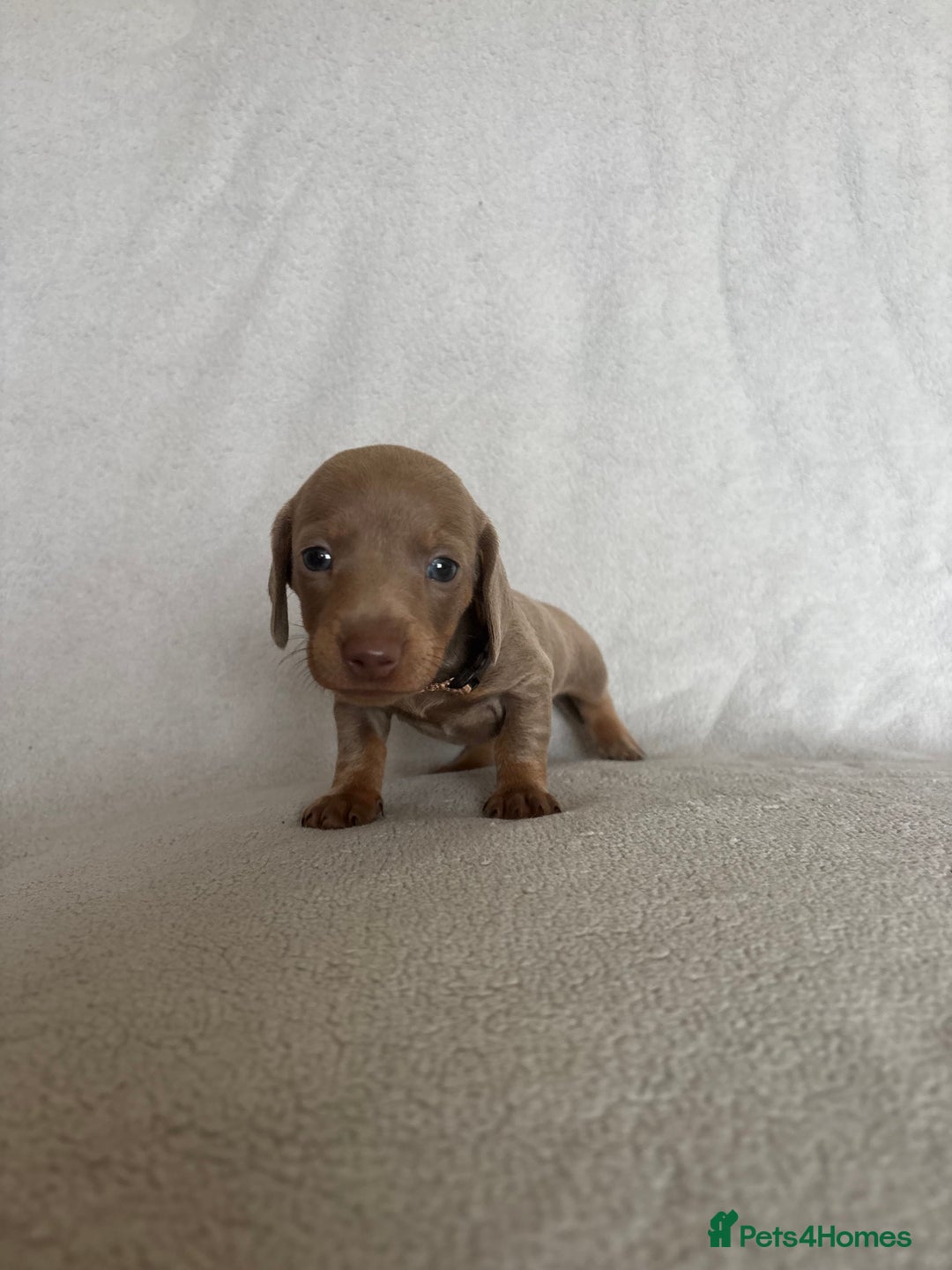 Miniature Dachshund dogs for sale: 5 beautiful Miniture dachshunds for sale - Image 3